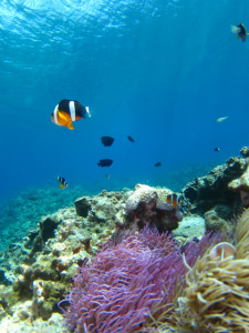 沖縄　体験ダイビング