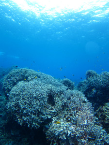 沖縄　体験ダイビング