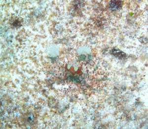 沖縄　ダイビング