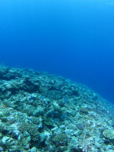 沖縄　ダイビング