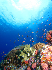 沖縄　ダイビング