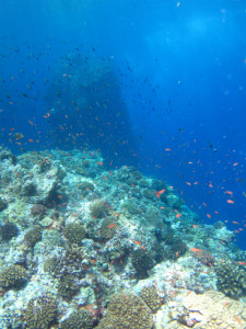 沖縄　ダイビング