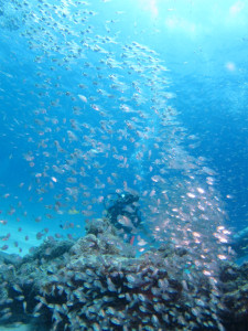 沖縄　ダイビング