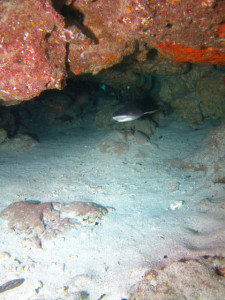 沖縄　体験ダイビング