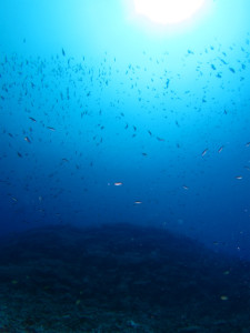 沖縄　ダイビング