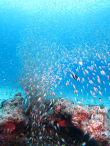 沖縄　ダイビング