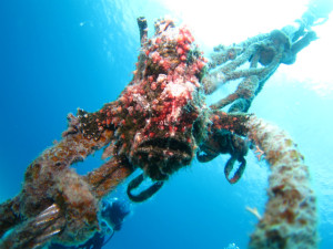 オオモンカエルアンコウ　慶良間