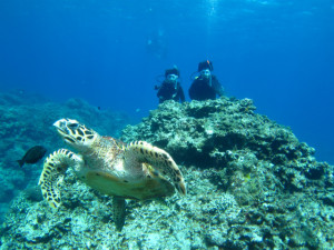 沖縄　ダイビング