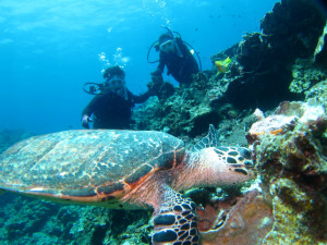 沖縄　体験ダイビング