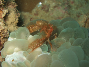 ミナミクモガニ