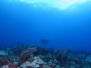 沖縄　ダイビング　