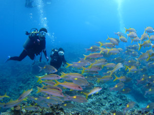 沖縄　ダイビング