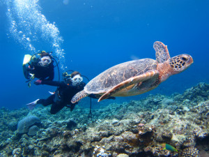 沖縄　ダイビング