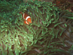 沖縄　ダイビング