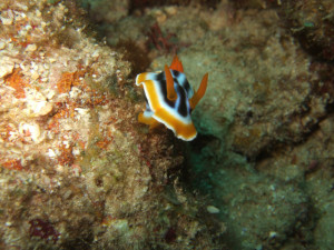 沖縄　ダイビング