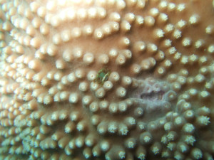 沖縄　ダイビング