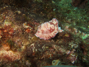 沖縄　ダイビング