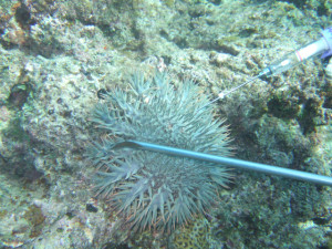 沖縄　ダイビング