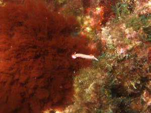 沖縄　ダイビング