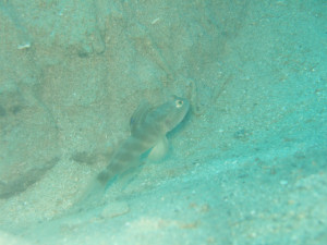 沖縄　ダイビング