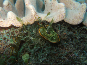 沖縄　ダイビング