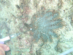 沖縄 ダイビング