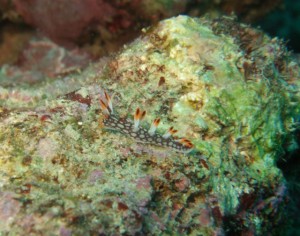 沖縄ダイビング