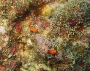 沖縄ダイビング