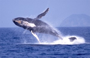 沖縄　ダイビング