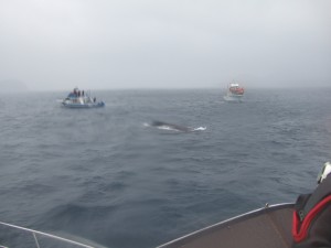 沖縄　ダイビング