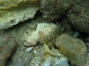 沖縄　ダイビング