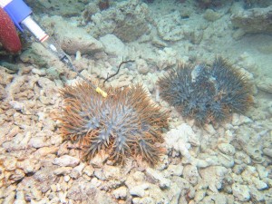 ダイビング 保全活動