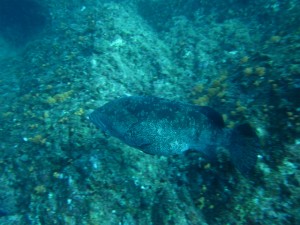 沖縄 ダイビング