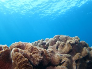 沖縄　ダイビング