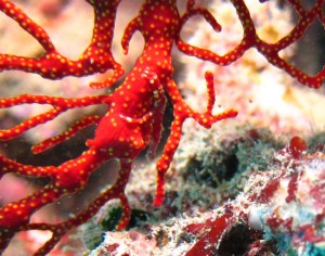 沖縄　ダイビング