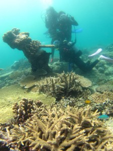 沖縄　ダイビング