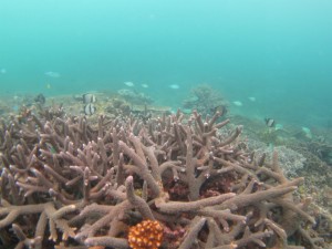 沖縄　ダイビング