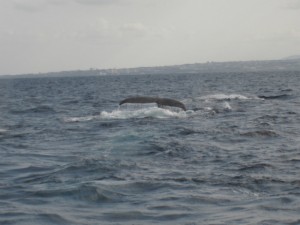 沖縄　ダイビング　クジラ