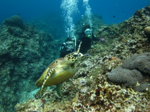 沖縄　ダイビング