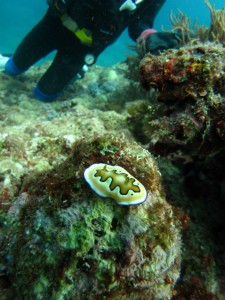 沖縄　ダイビング