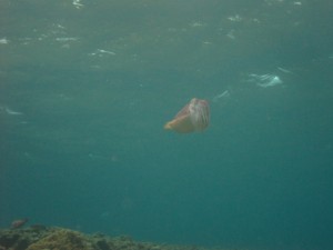 沖縄　ダイビング　コブシメ