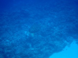 沖縄　ダイビング　ウミガメ