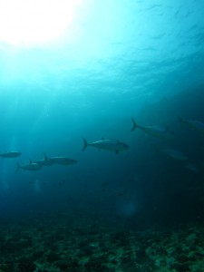 沖縄　ダイビング　粟国　ドリフト　イソマグロ