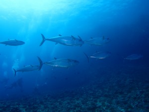 沖縄　ダイビング　粟国　ドリフト　イソマグロ