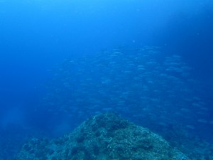 沖縄　ダイビング　粟国　ドリフト　ギンガメアジ