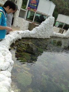 沖縄　ダイビング　サンゴ