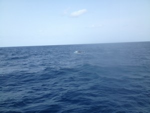 沖縄　ダイビング　クジラ