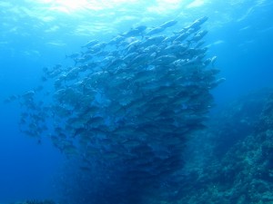 沖縄　ダイビング　粟国島