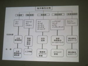沖縄　ダイビング　応急処置　危険生物
