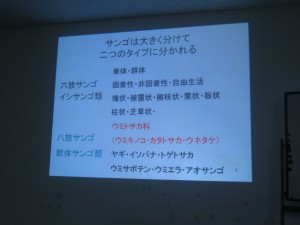 沖縄　ダイビング　サンゴ